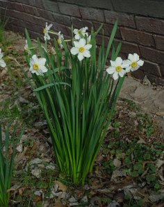 Narcissus_poeticus_plant